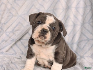 Olde English Bulldogge dogs Raine - Ad 30
