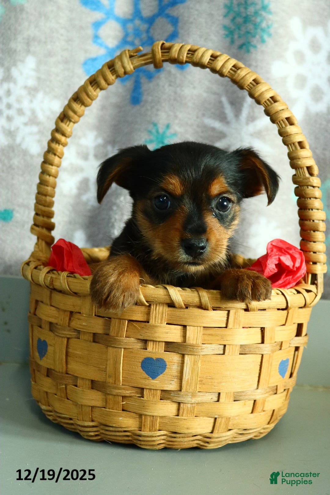 Yorkshire Terrier dogs for sale: Snickers - Ad 2