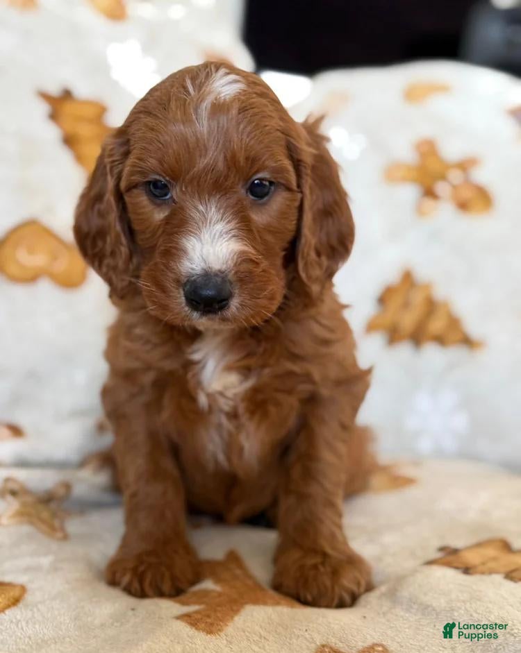 Cavapoo dogs Mora - Ad 5