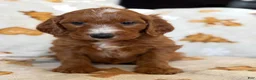 Cavapoo dogs for sale: Mora - Ad 1