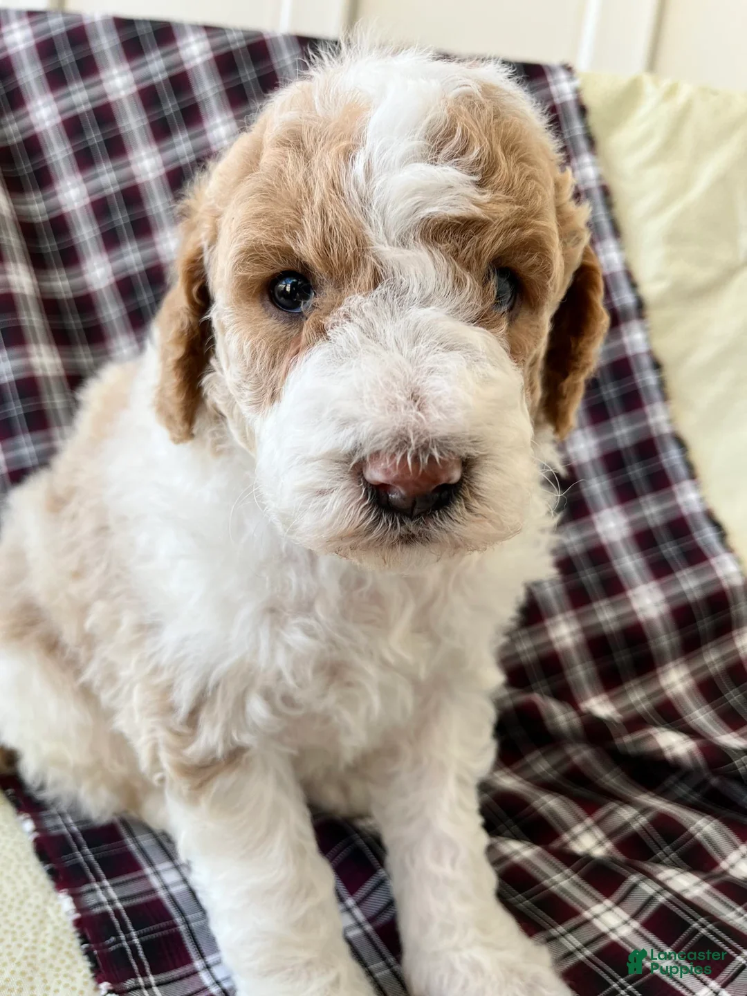 Airedale Terrier dogs for sale: John - Ad 2