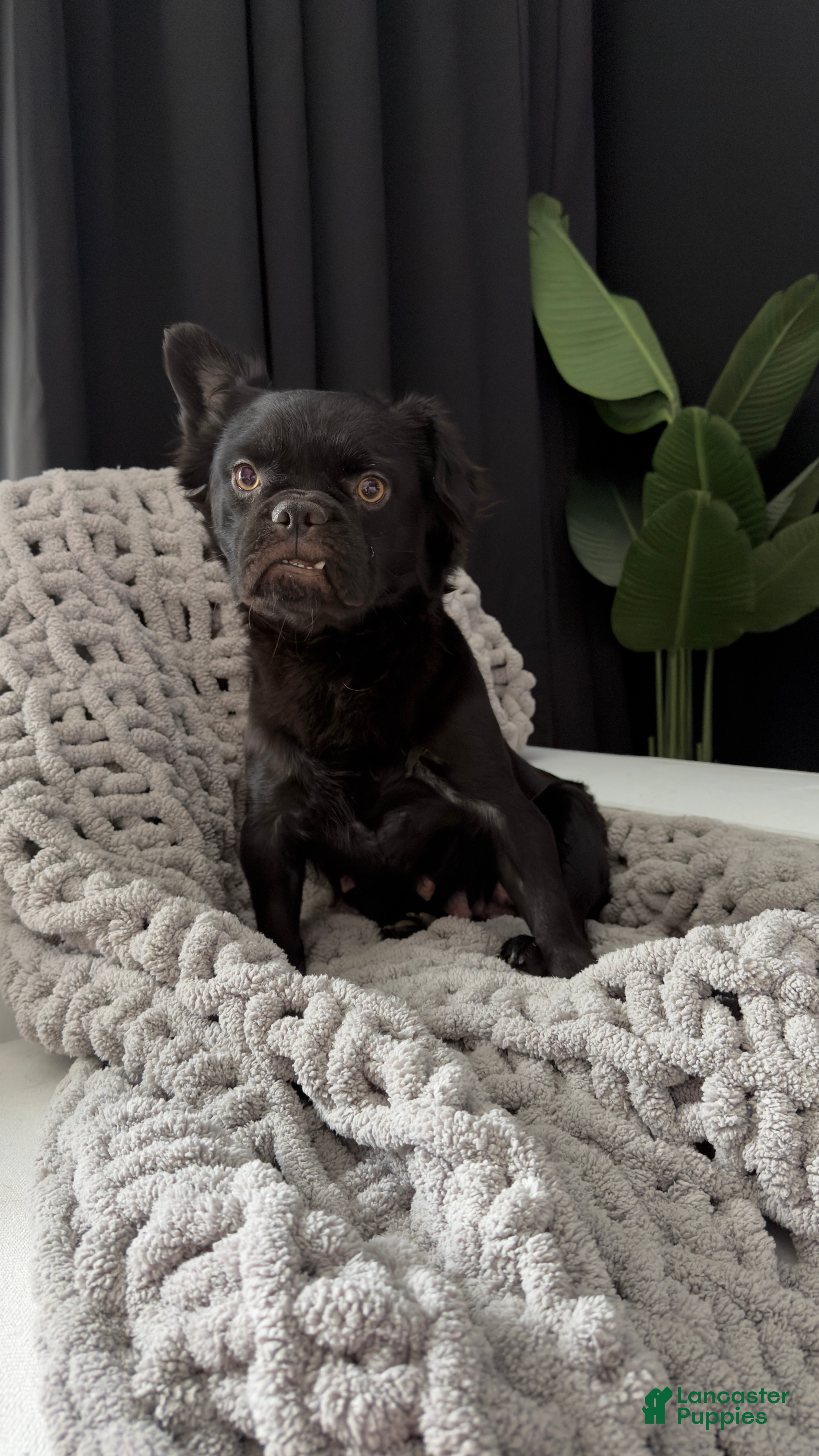French Bulldog dogs French Bulldog Puppy 1 - Ad 14