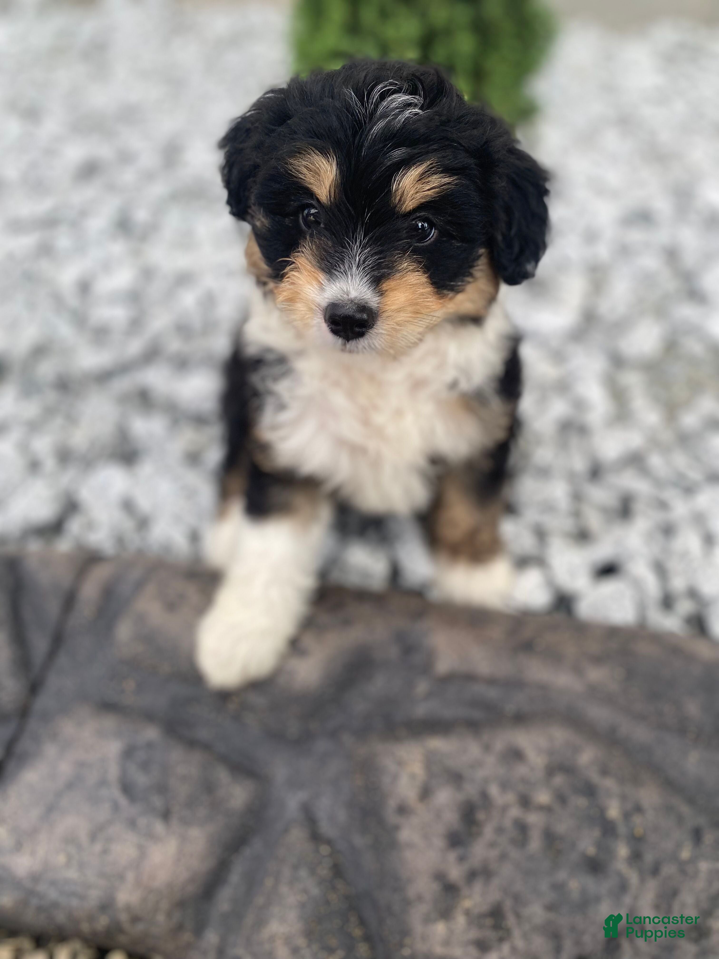 Mini Aussiedoodle dogs Kyler - Ad 2
