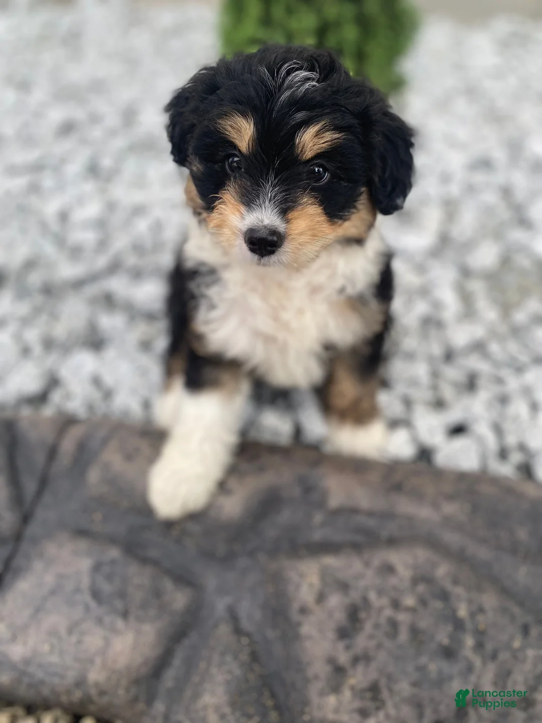 Mini Aussiedoodle dogs for sale: Kyler - Ad 2