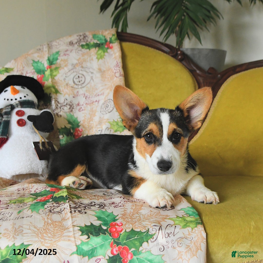Welsh Corgi Pembroke dogs for sale: Nellie - Ad 5