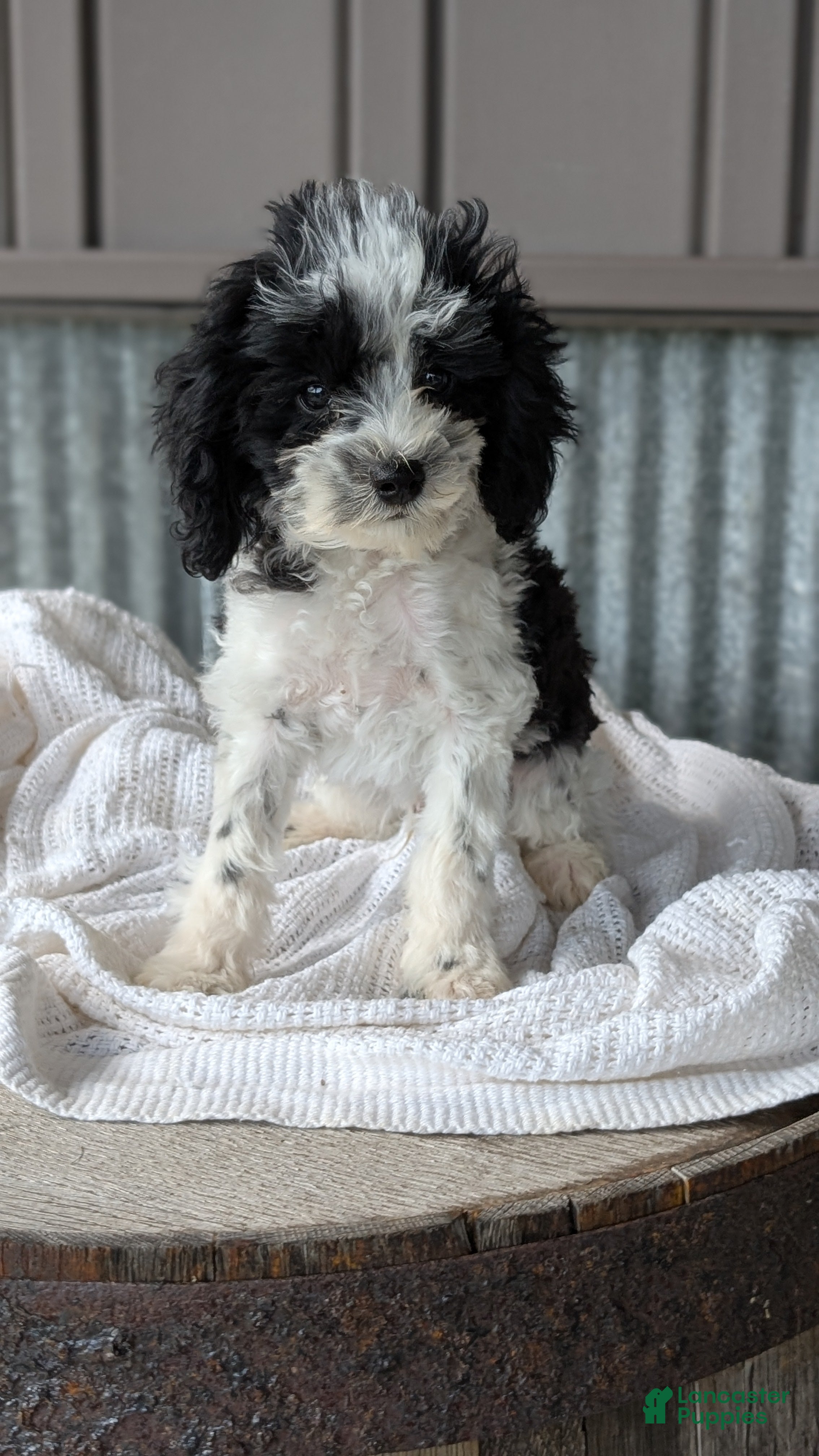 Cockapoo dogs Hunter - Ad 2