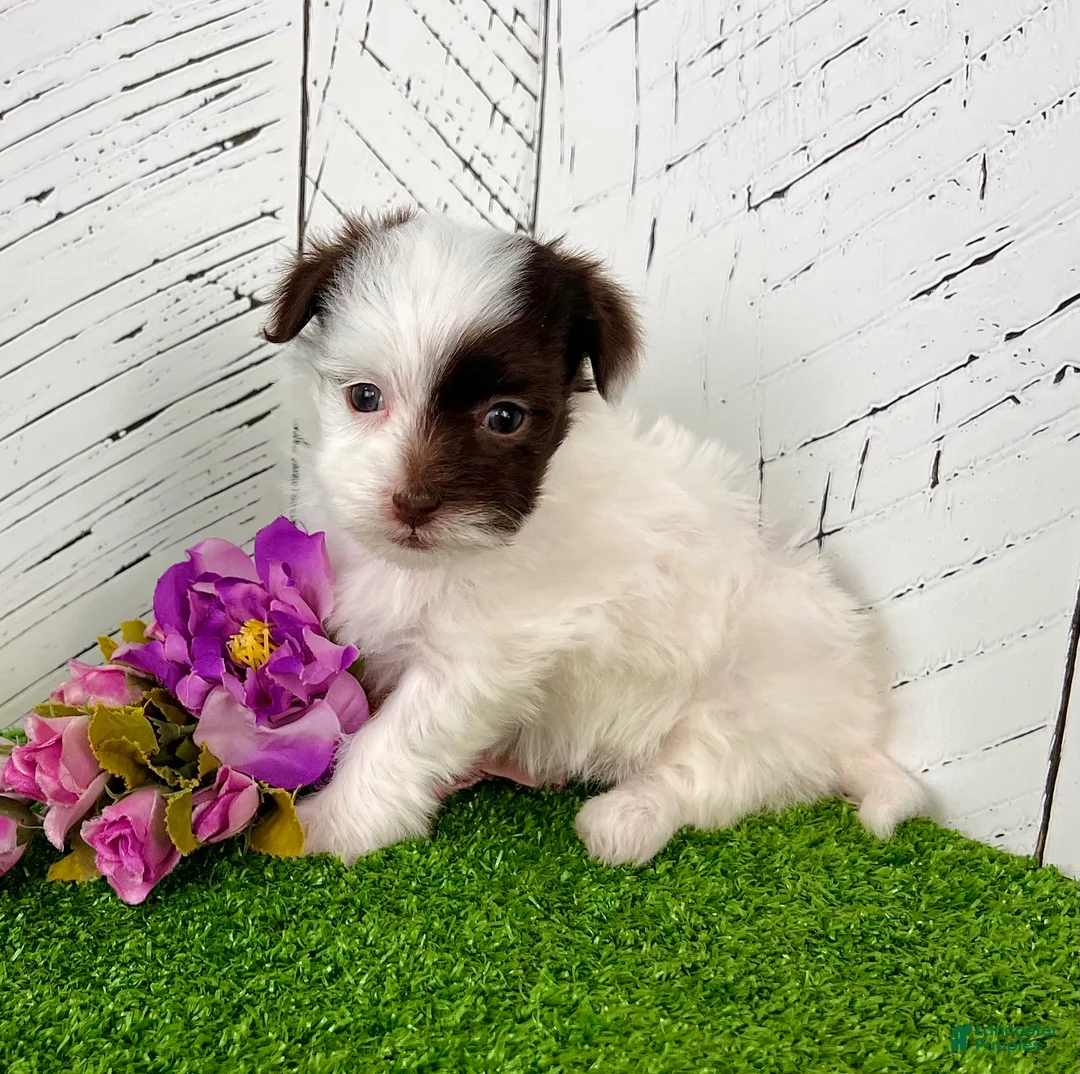 Havapoo dogs for sale: Mitzi - Ad 4