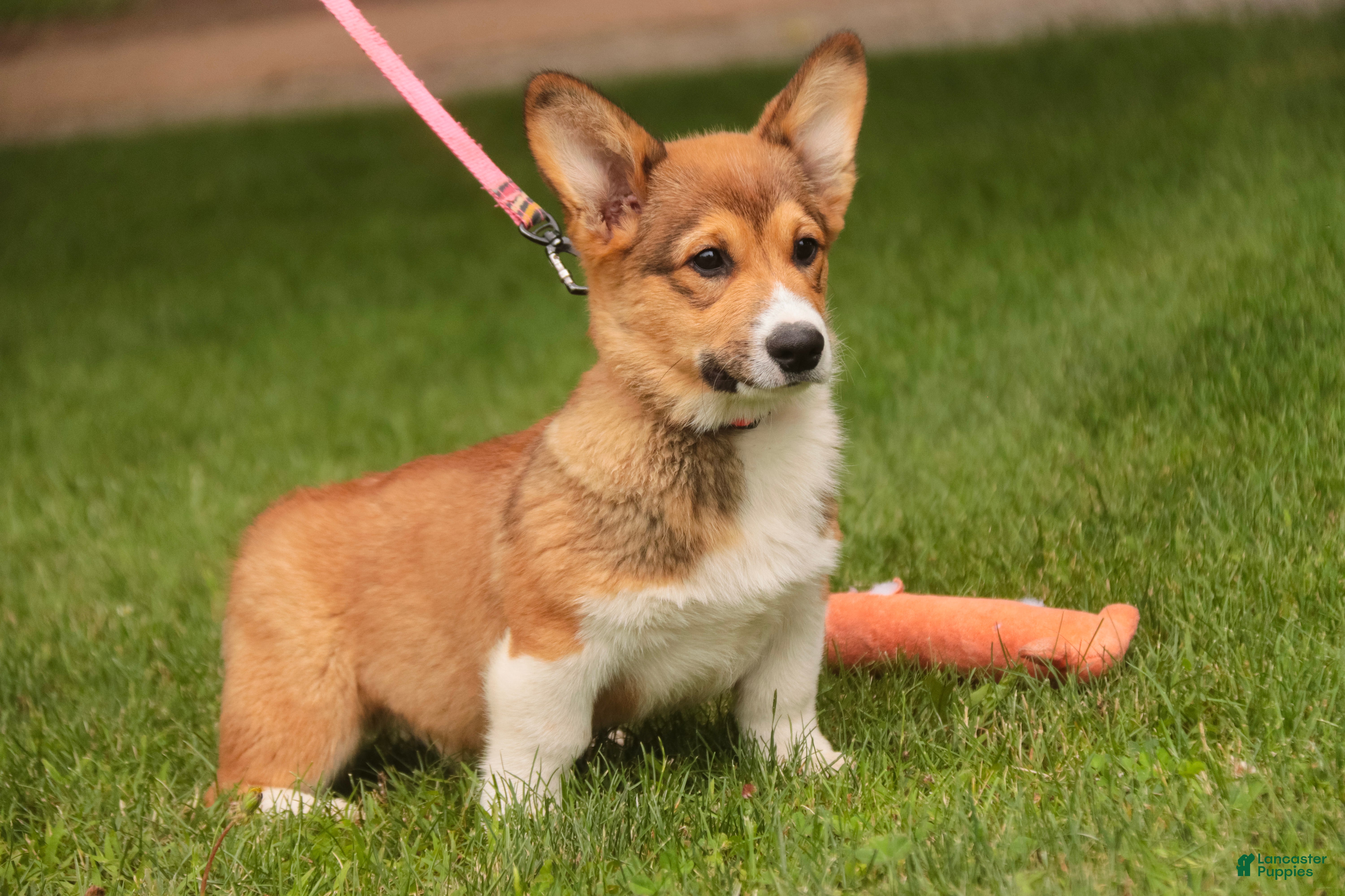 Welsh Corgi Pembroke dogs Gene - Ad 2