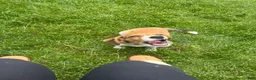 Mixed Breed dogs for sale: Liberty Liberty Liberty - Ad 2
