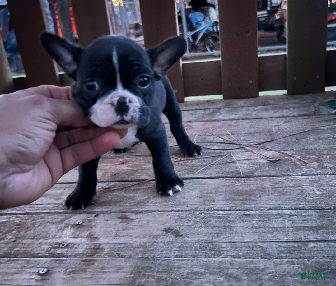 French Bulldog dogs for sale: French Bulldog Puppy 2 - Ad 1