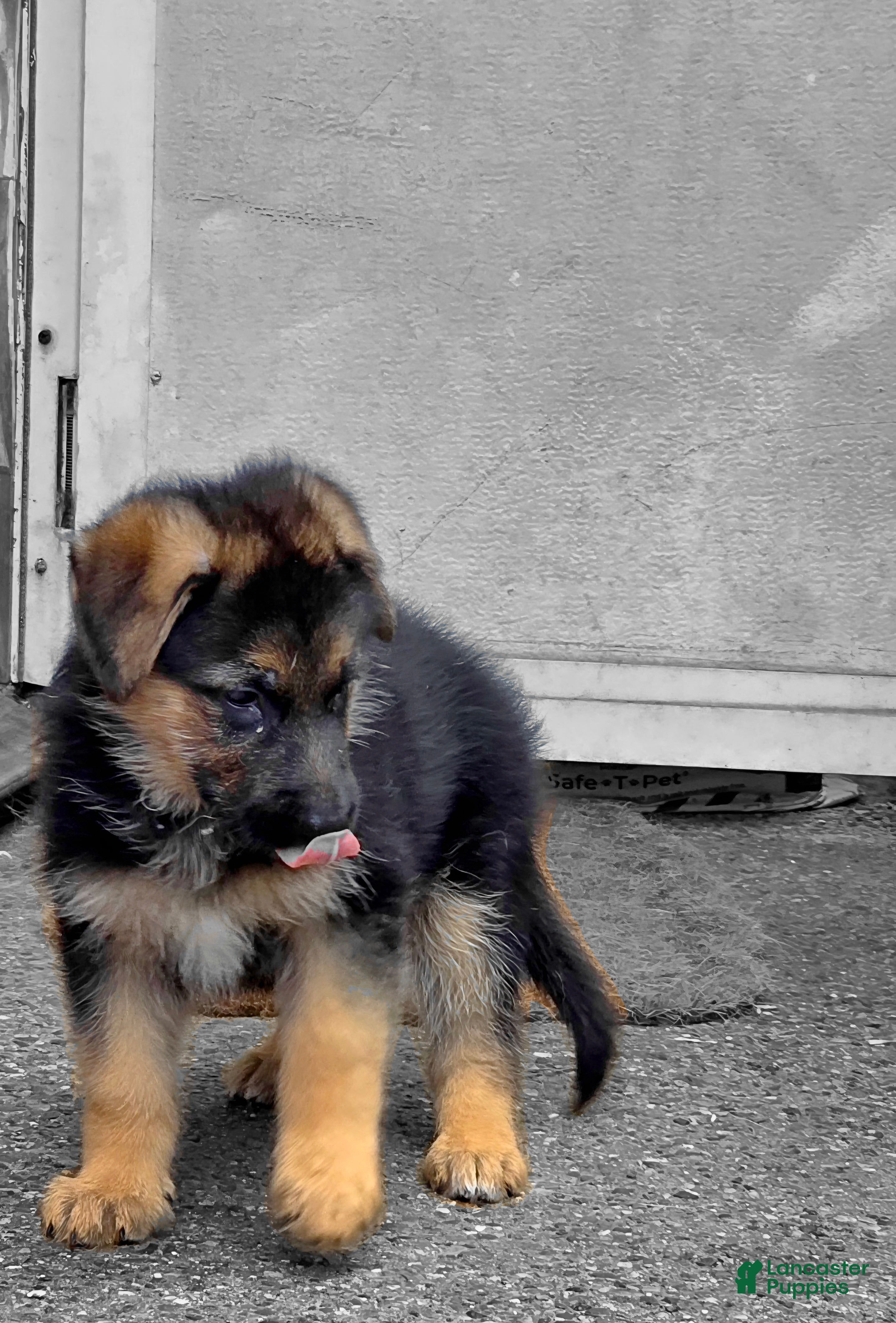 German Shepherd dogs Zara 🐾 - Ad 2