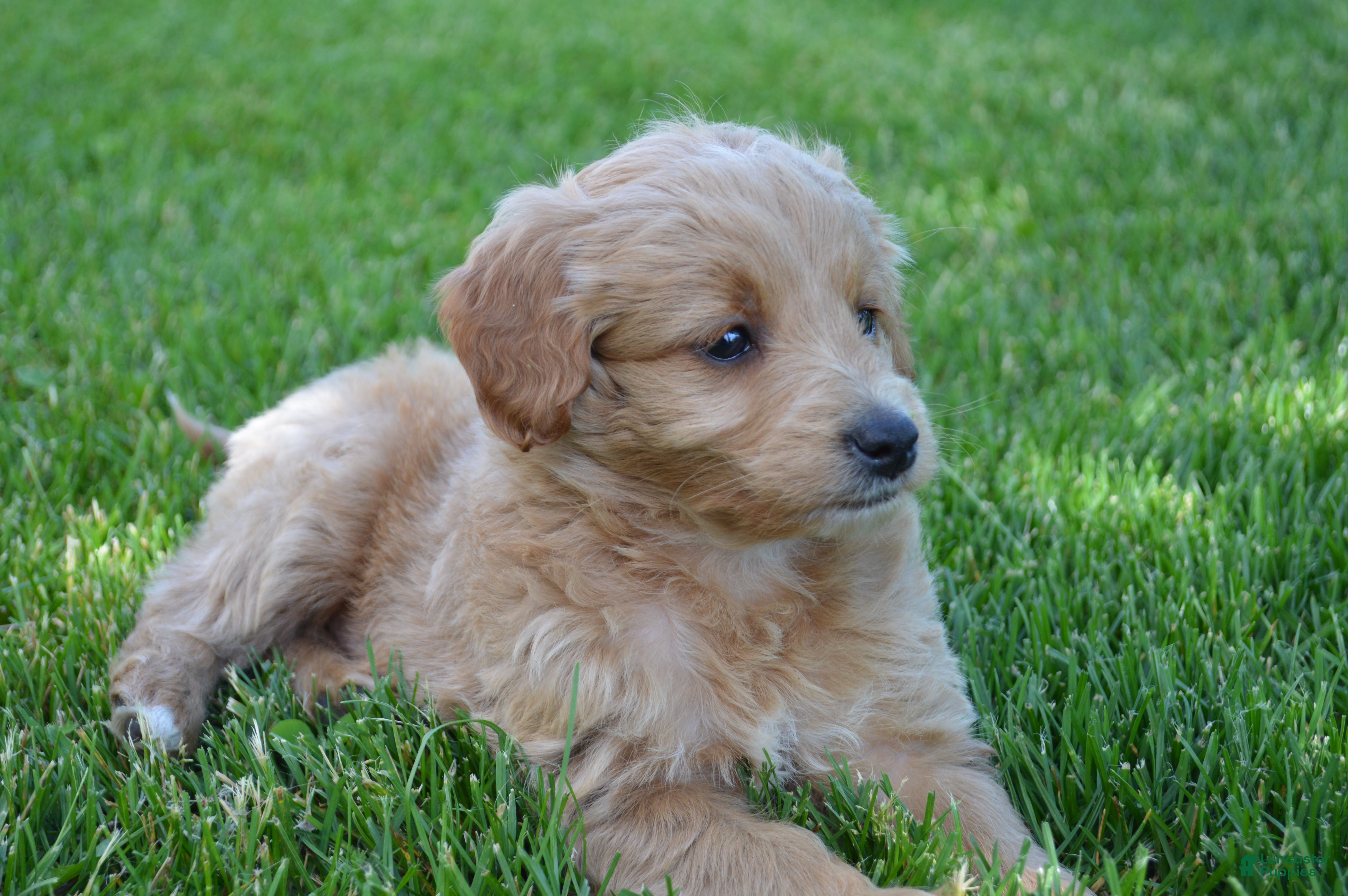 Mini Goldendoodle dogs Midge - Ad 2