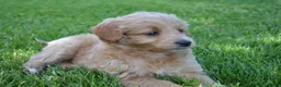 Mini Goldendoodle dogs for sale: Midge - Ad 7