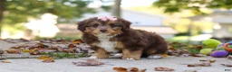 Mini Aussiedoodle dogs for sale: Daisy - Ad 4