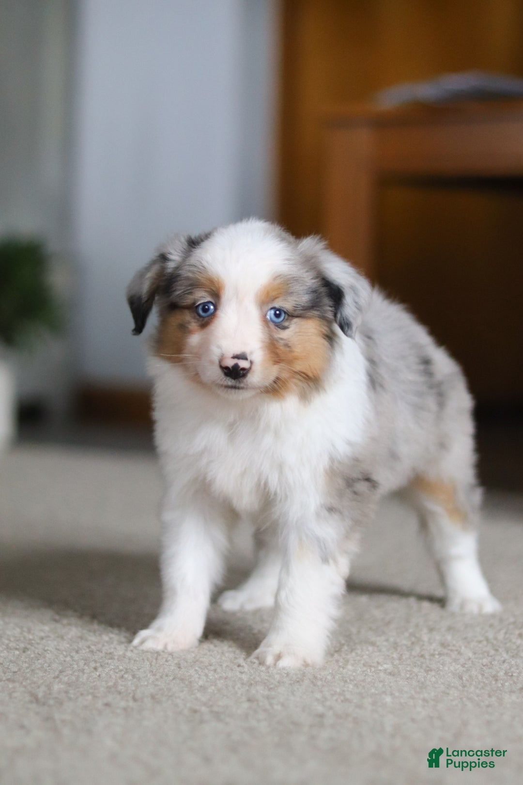 Miniature Australian Shepherd dogs for sale: Mia - Ad 8