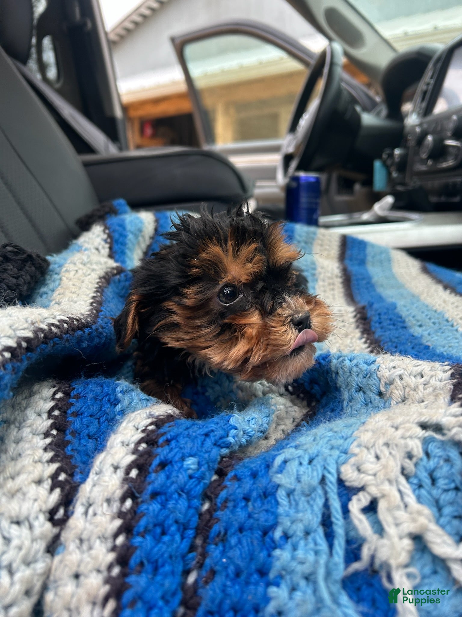 Yorkiepoo dogs Jeffrey - Ad 10