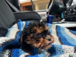 Yorkiepoo dogs Jeffrey - Ad 22