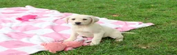 Labrador Retriever dogs for sale: Rhea - Ad 5