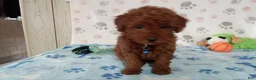 Toy Poodle dogs for sale: Arthur  - Ad 3