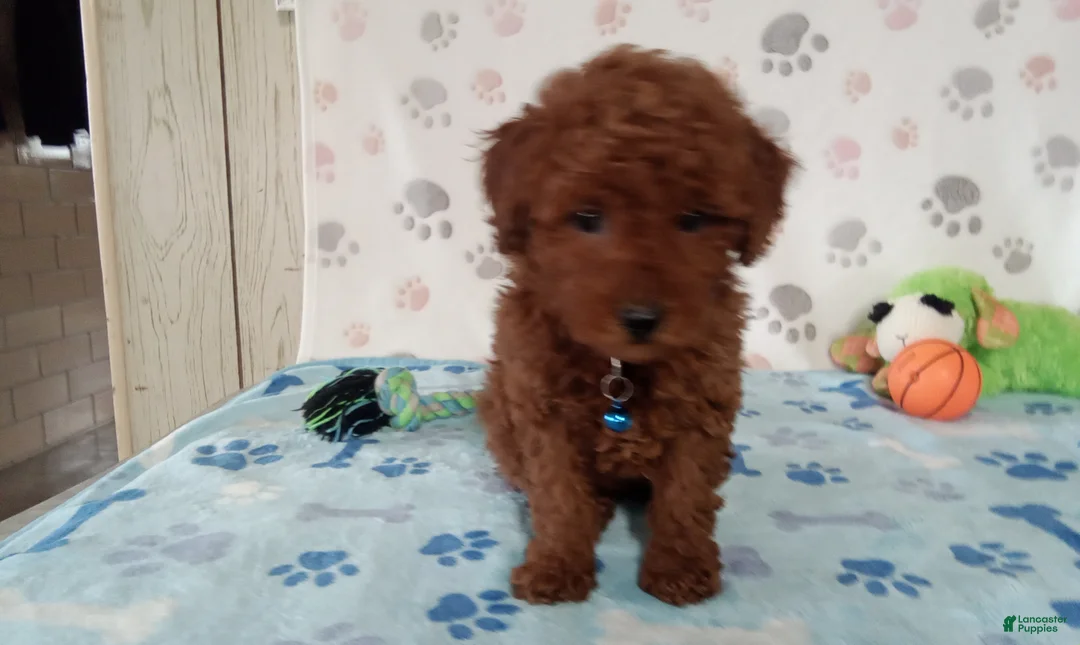 Toy Poodle dogs for sale: Arthur  - Ad 3