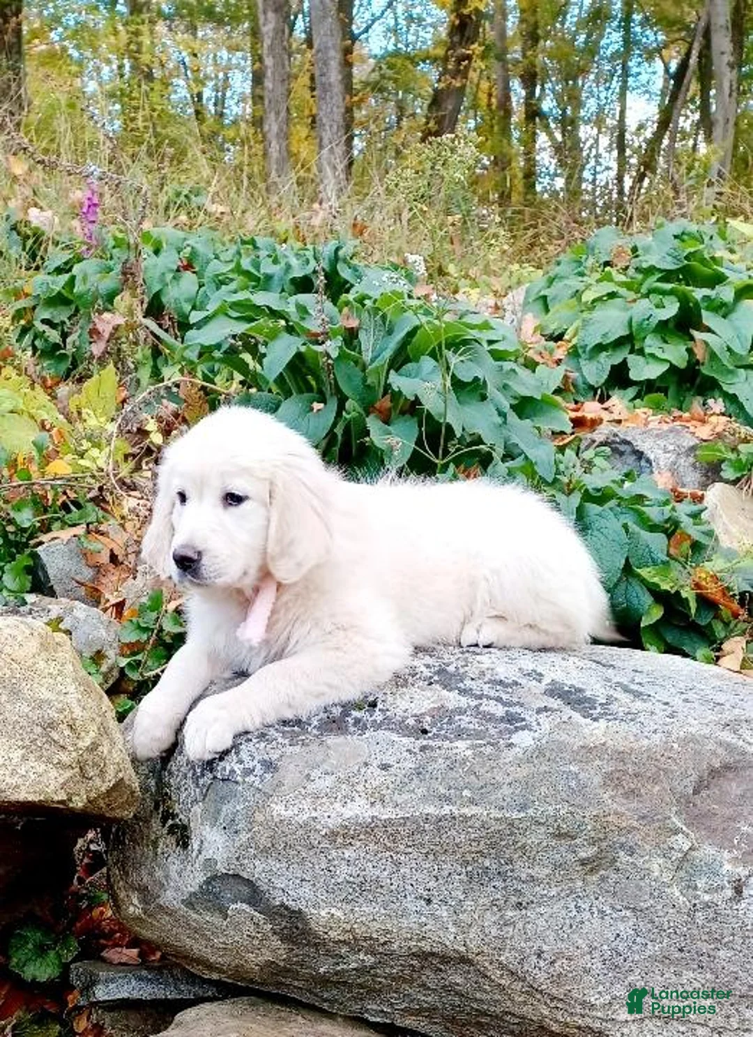 Golden Retriever dogs for sale: Golden Retriever Puppy 3 - Ad 1