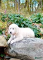 Golden Retriever Puppy 3