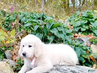 Golden Retriever dogs Golden Retriever Puppy 3 - Ad 24