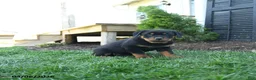 Rottweiler dogs for sale: Cherry - Ad 1
