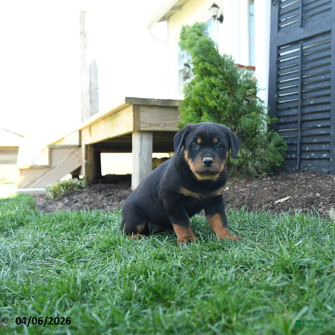 Rottweiler dogs for sale: Cherry - Ad 1