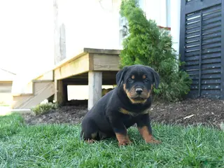 Rottweiler dogs for sale: Cherry - Ad 1