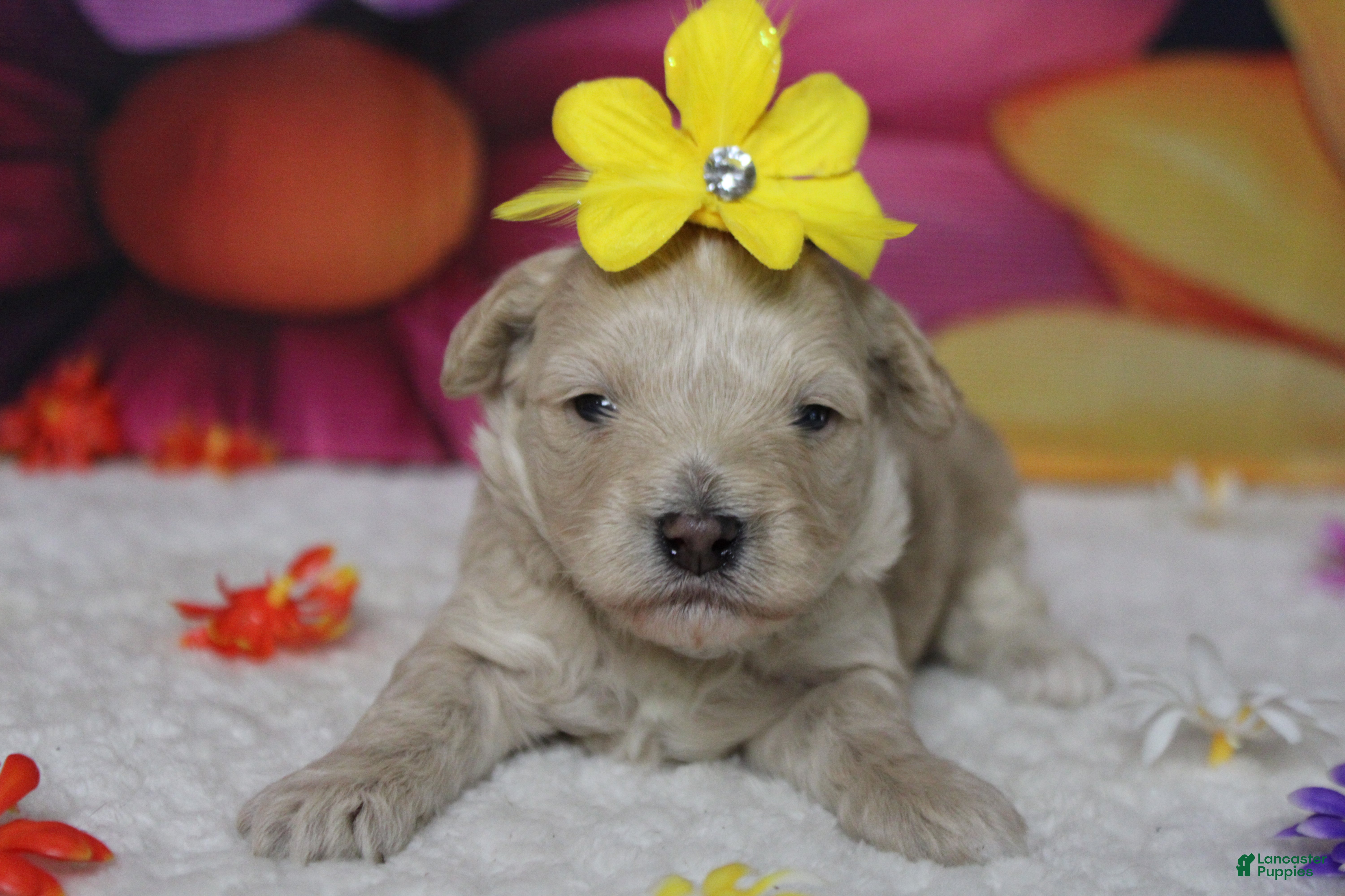 Havapoo dogs Veruca  - Ad 4