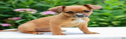Mixed Breed dogs for sale: Heather  - Ad 3