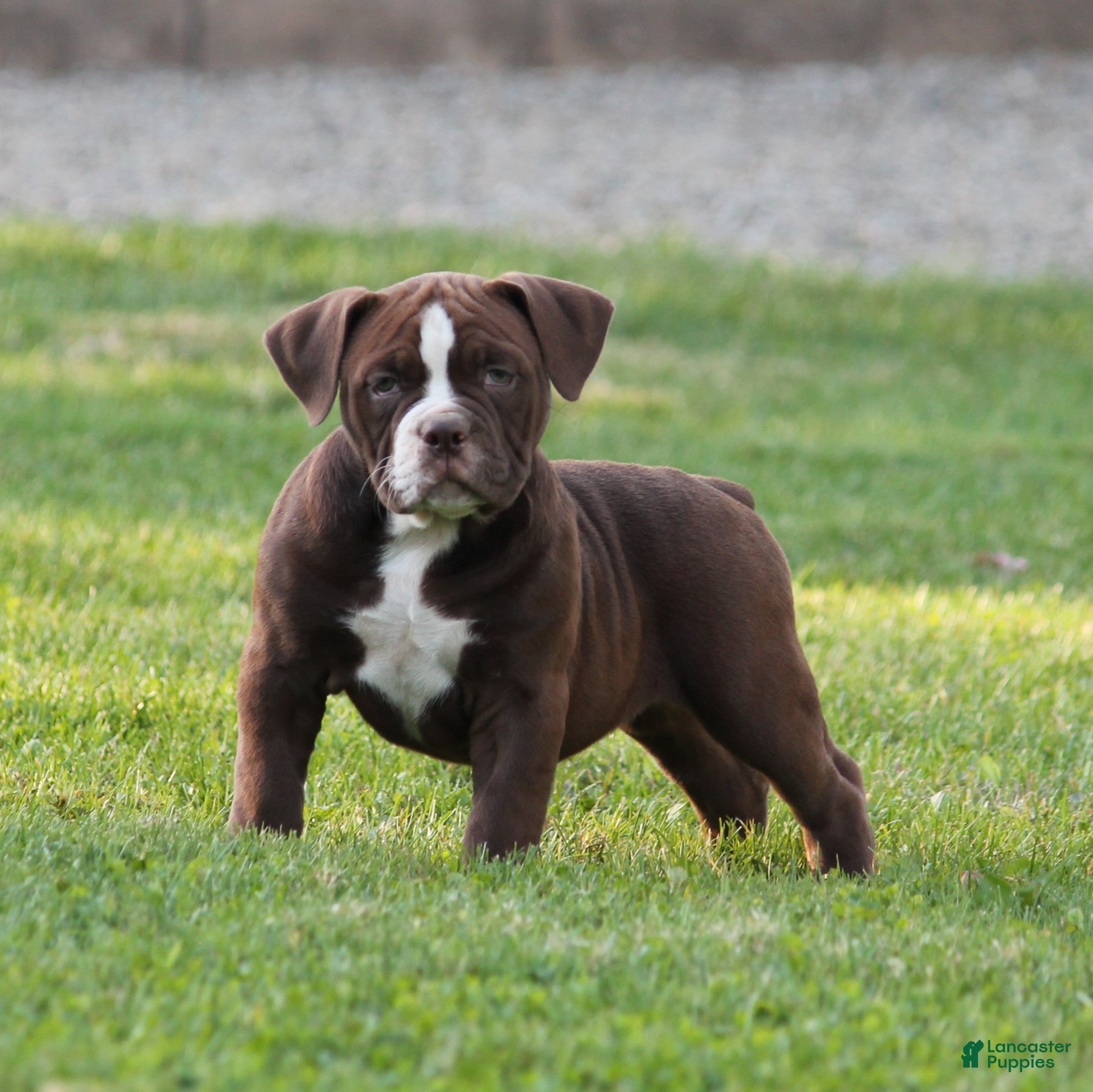 Olde English Bulldogge dogs for sale: Bluegates VERONICA - Ad 1