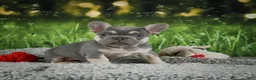 French Bulldog dogs for sale: Mercy - Ad 5
