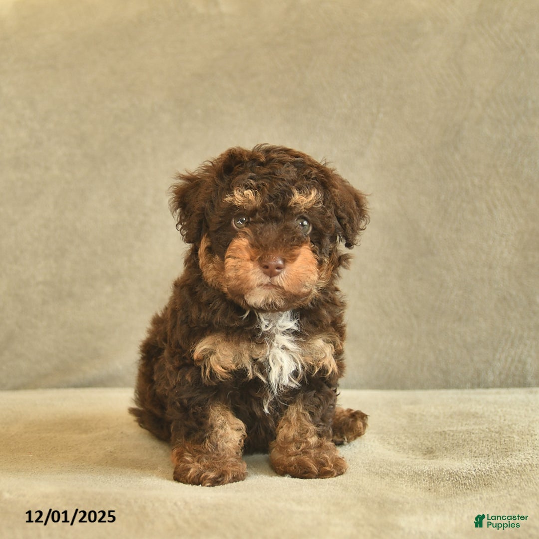 Miniature Poodle dogs for sale: Willie - Ad 4