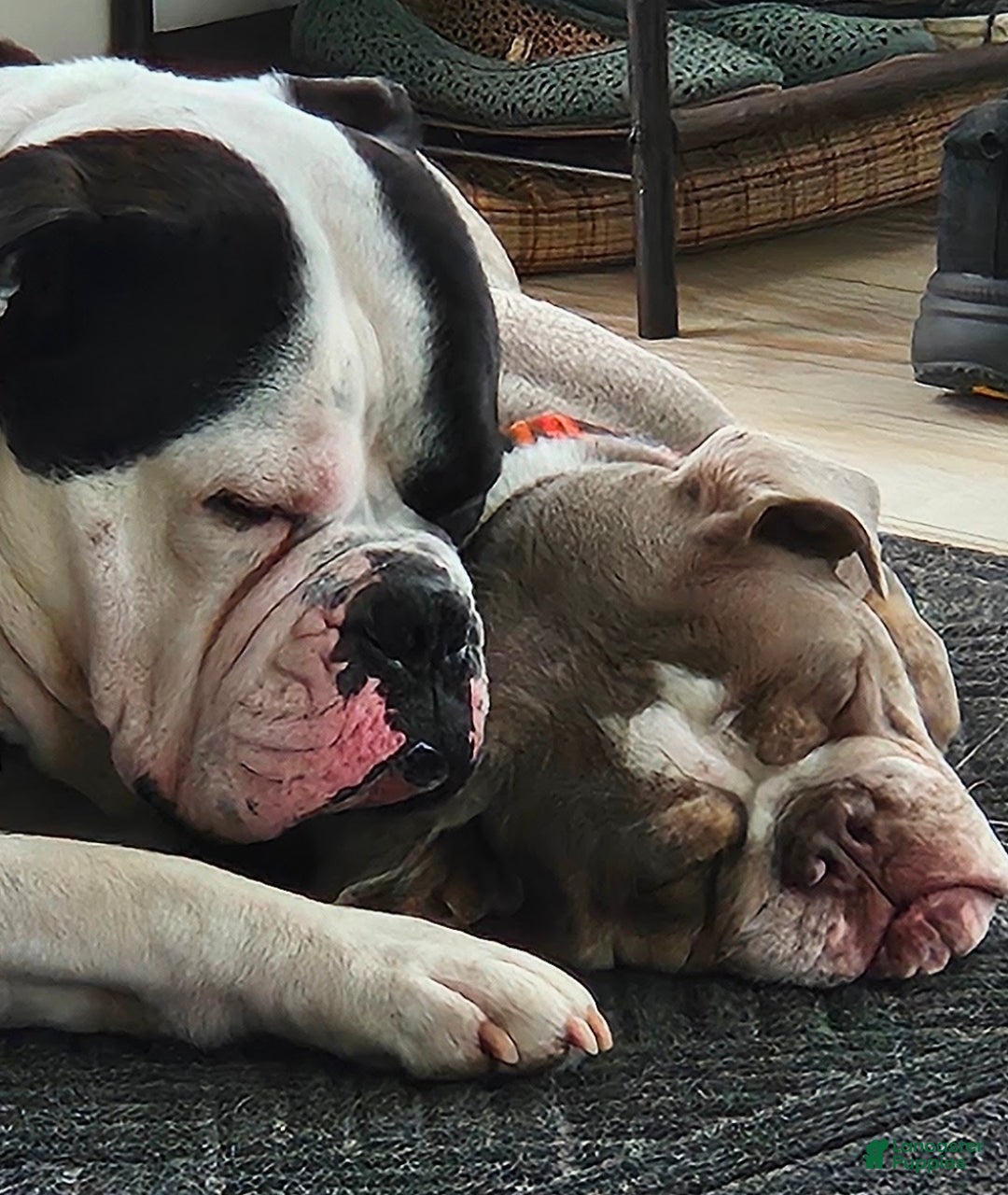 Olde English Bulldogge dogs Cheddar  - Ad 2