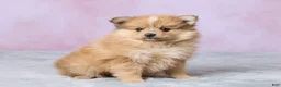 Pomeranian dogs for sale: Lilly - Ad 3