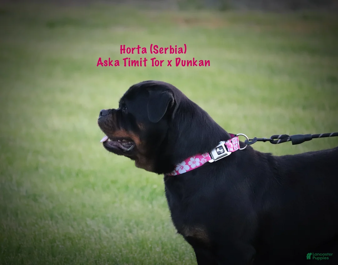 Rottweiler dogs for sale: Simba - Ad 9