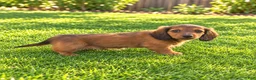 Miniature Dachshund dogs for sale: Barbie - Ad 7