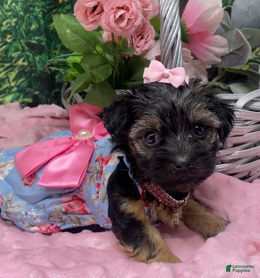 Shorkie dogs Lovely little Layla - Ad 20