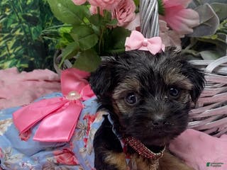 Shorkie dogs Lovely little Layla - Ad 21