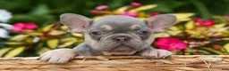French Bulldog dogs for sale:  Regina🎀 - Ad 1