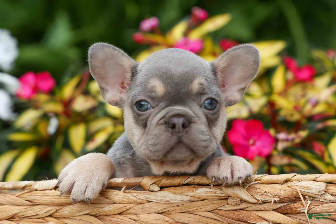 French Bulldog dogs for sale:  Regina🎀 - Ad 1