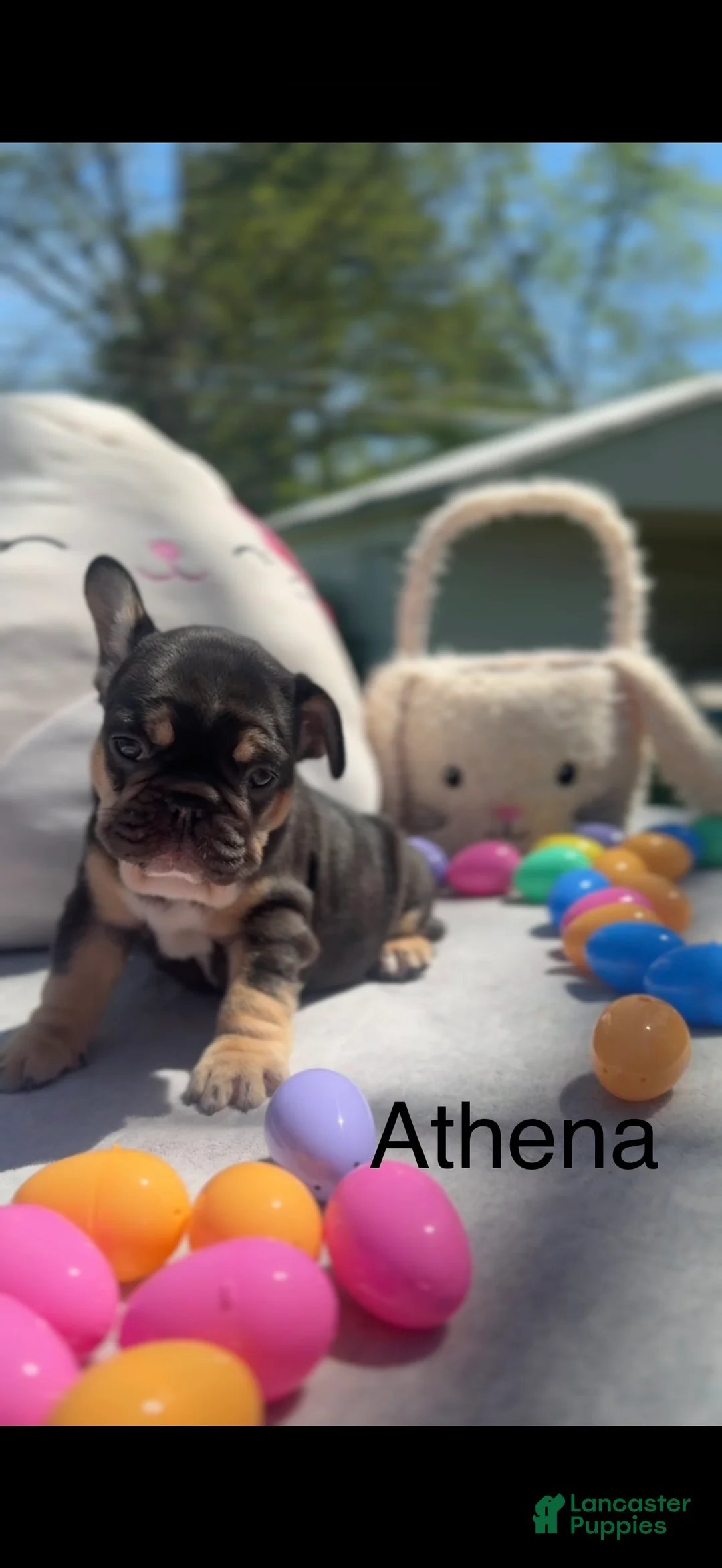 French Bulldog dogs for sale: Athena - Ad 2
