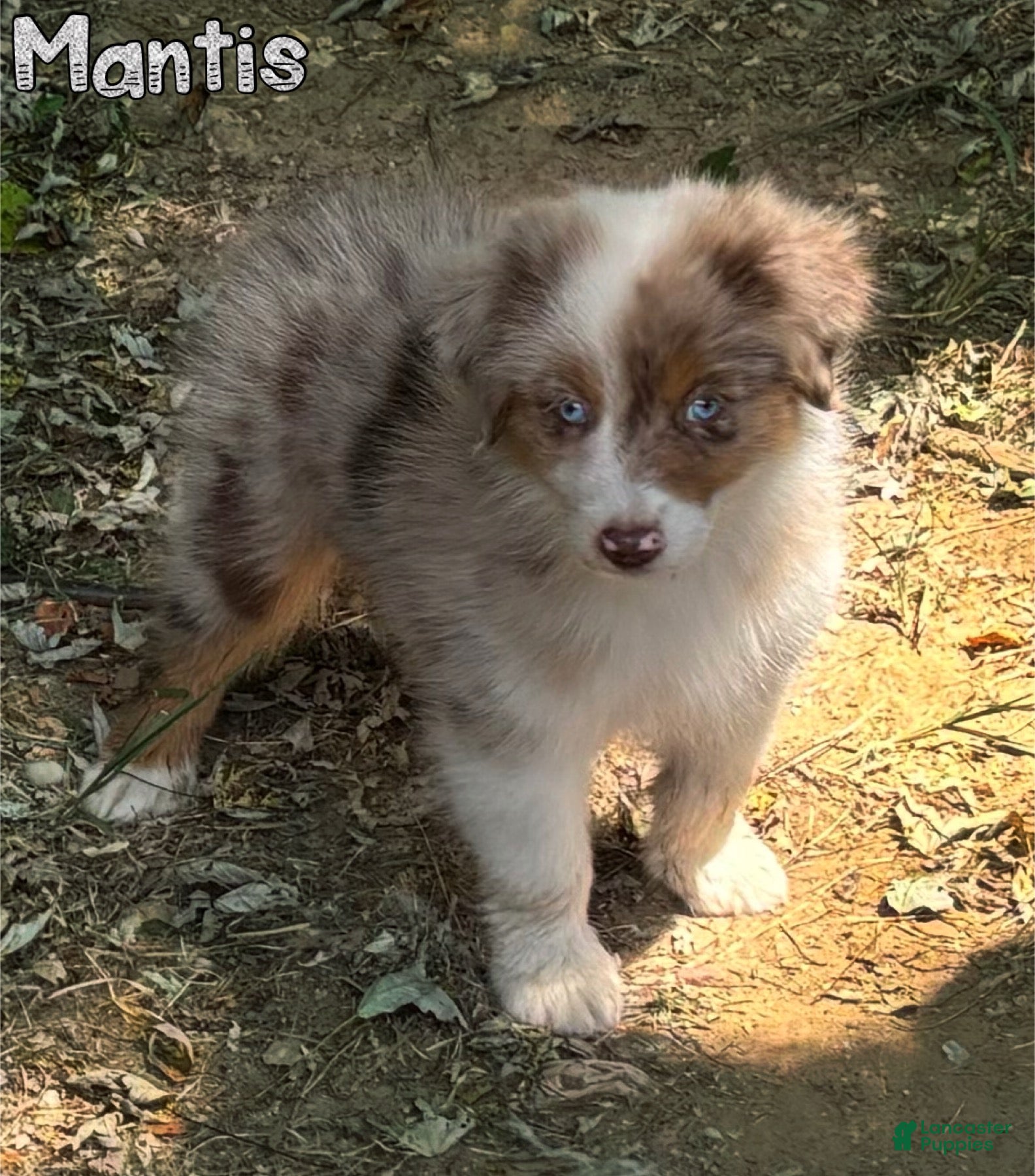 Australian Shepherd dogs Mantis - Ad 16