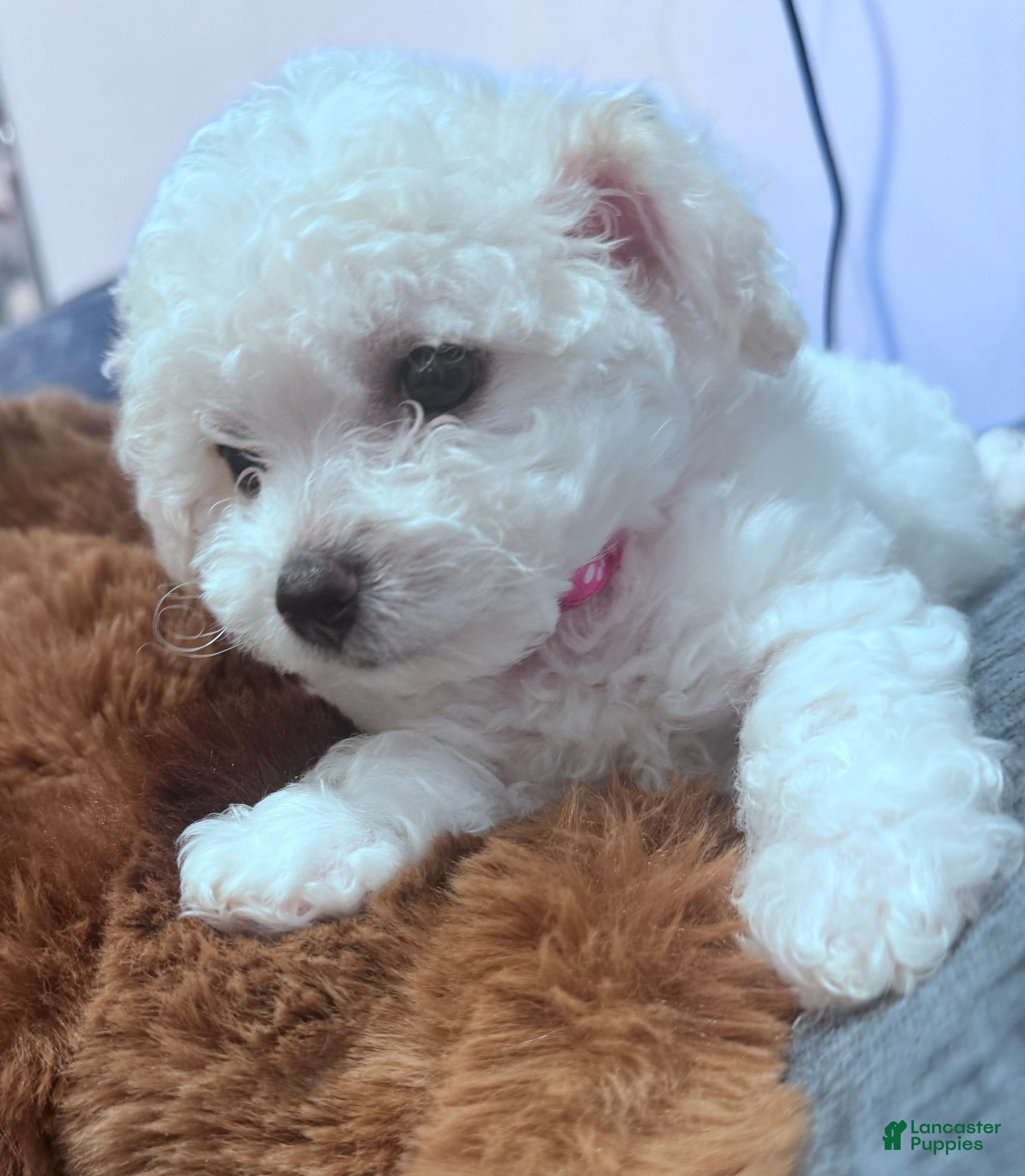 Bichon Frise dogs Bichon Frise 5 - Ad 39