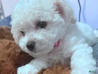 Bichon Frise dogs Bichon Frise 5 - Ad 39