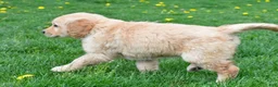 Golden Retriever dogs for sale: Diesel - Ad 7