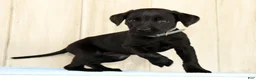 Labrador Retriever dogs for sale: Brady - Ad 5