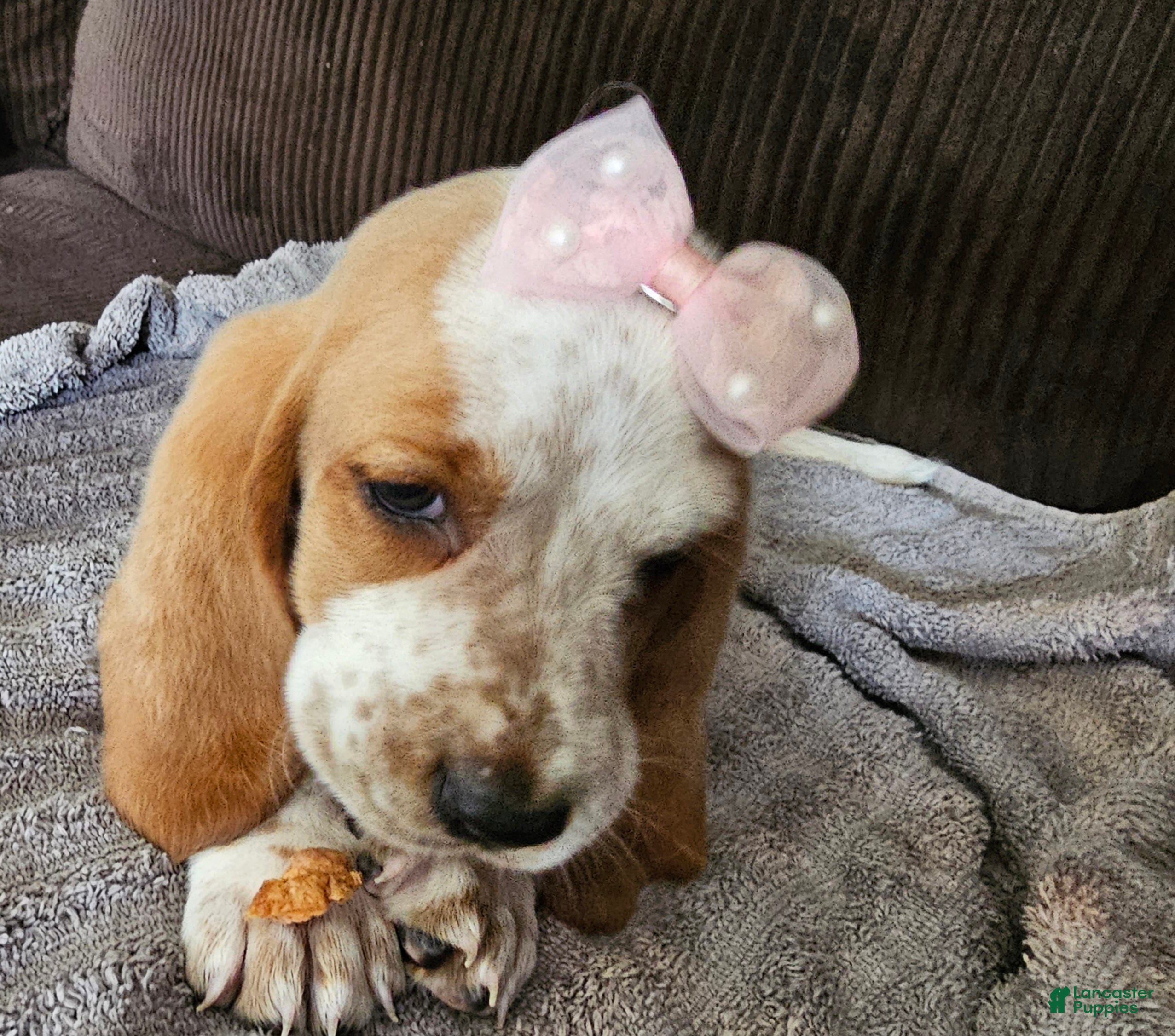 Basset Hound dogs Basset Hound 4 - Ad 9